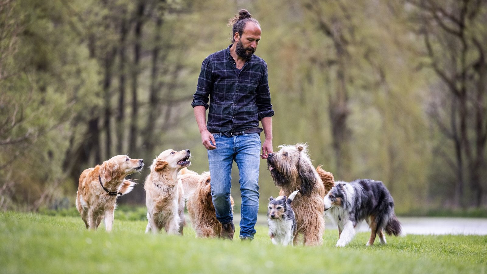 Poster: Sami El Ayachi - Der zugewandte Hund!, Köln
